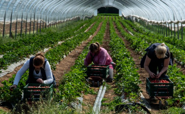 W najbliższych miesiącach w UE zabraknie ok. 40-50 proc. pracowników sezonowych, więc wiele warzyw i owoców zostanie na polach i w sadach / fot. shutterstock PIE: W najbliższym czasie w UE zabraknie ok. 40-50 proc. pracowników sezonowych