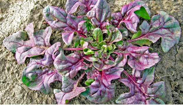 USDA Red, pierwsza prawdziwa odmiana czerwonego szpinaku/ www.ars.usda.gov USA: Pierwsza prawdziwa odmiana czerwonego szpinaku – USDA Red