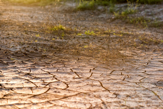 W wielu regionach Polski od dłuższego czasu nie było opadów, ziemia jest sucha, rośliny nie mają warunków do wzrostu/ fot. pixabay Izby Rolnicze: bez deszczu sytuacja na polach będzie tragiczna