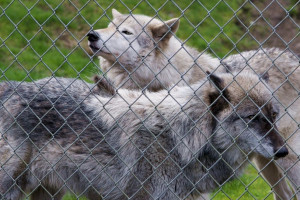 Podlaskie: RDOŚ i  WWF przekażą rolnikom elektryczne ogrodzenia do ochrony zwierząt przed wilkami