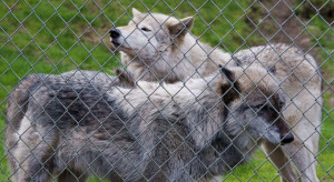 Podlaskie: RDOŚ i  WWF przekażą rolnikom elektryczne ogrodzenia do ochrony zwierząt przed wilkami