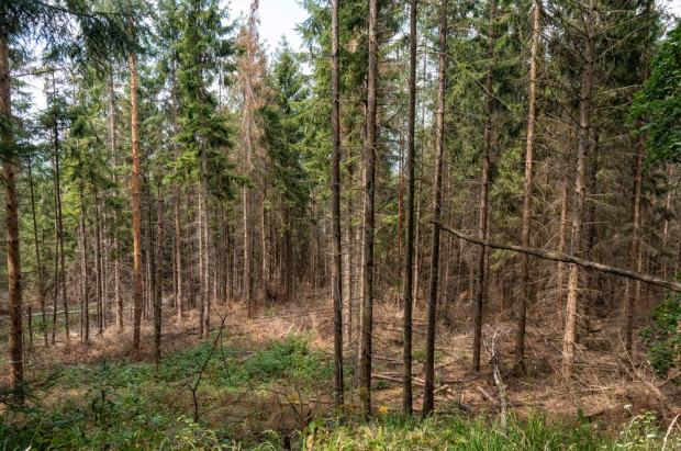 Przeciętnie tylko trzy litry deszczu na metr kwadratowy spadły w kwietniu na terenie Niemiec/ fot. shutterstock Niemcy: Brak opadów zagrożeniem dla rolnictwa i lasów
