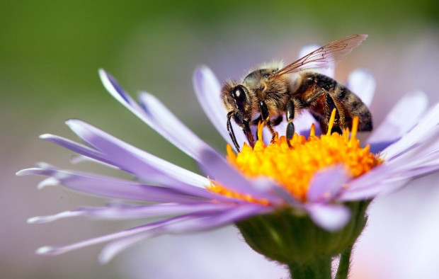 Pszczoła miodna i inne owady zapylające odgrywają kluczową rolę w produkcji roślinnej. / fot. shutterstock PIORiN przypomina: Bezpieczeństwo pszczół jest bardzo ważne!