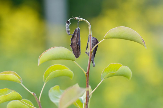 Młode pędy w wyniku porażenia więdną, ich wierzchołki przybierają kształt pastorału/ fot. shutterstock Okres okołokwitnieniowy – uwaga na zagrożenie ze strony zarazy ogniowej
