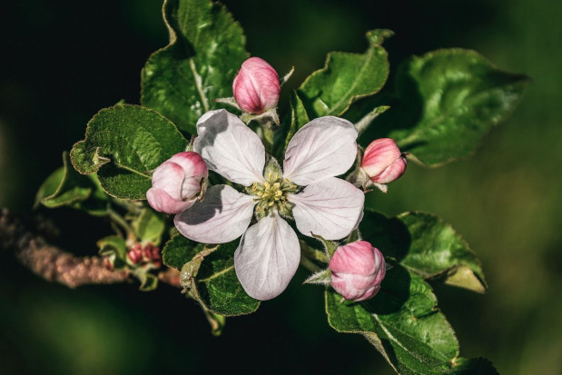 Rośliny sadownicze przezimowały w sezonie 2019/2020 na ogół dobrze/ fot. pixabay GUS: Rośliny sadownicze przezimowały dobrze. Straty wyrządziły przymrozki
