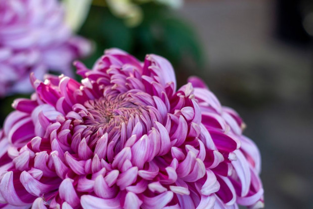 Chryzantemy należą do ważnych roślin uprawianych na kwiaty cięte oraz jako doniczkowe/ fot. shutterstock Wykrycie wiroida Chrysanthemum stunt viroid (CSVd) w chryzantemie wielokwiatowej