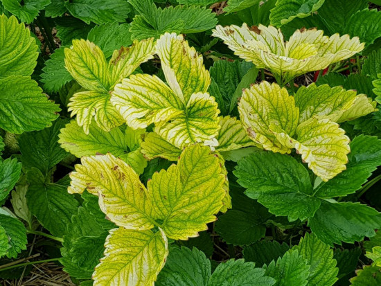 Fot. 1. Uszkodzenia herbicydowe na odmianie Asia, okolice Czerwińska nad Wisłą 25.04.2020 Doradca Jagodowy Biostymulacja uszkodzeń herbicydowych truskawki (zdjęcia)