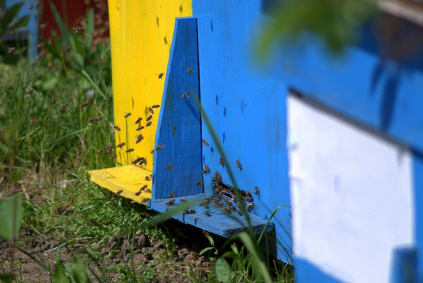 Nieznany sprawca oblał trucizną 39 uli/ fot. pixabay Kolejne zatrucia pszczół w pasiekach pod Skierniewicami