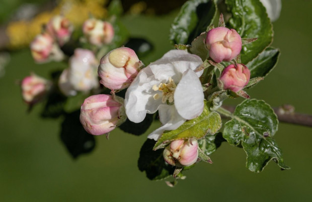 słoneczna bezdeszczowa pogoda w kwietniu sprawiła, że były doskonale warunki do rozwoju mączniaka jabłoni/ fot. pixabay Bezdeszczowy kwiecień sprzyjał infekcjom mączniaka jabłoni