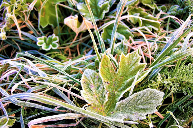 Instytut Meteorologii i Gospodarki Wodnej wydał ostrzeżenia przed przymrozkami/ fot. pixabay IMGW: Przymrozki w 3 województwach