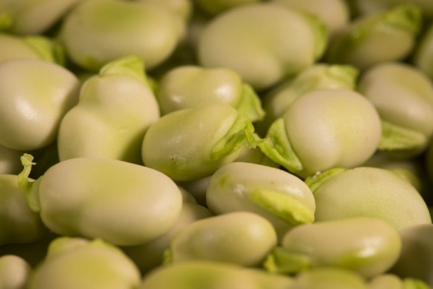 Na giełdzie w Broniszach bób jest pakowany na tackach 0,5 kg kosztuje tam 40 zł/kg. / fot. shutterstock Bób jeszcze nigdy nie był tak drogi. Winna susza i koronawirus