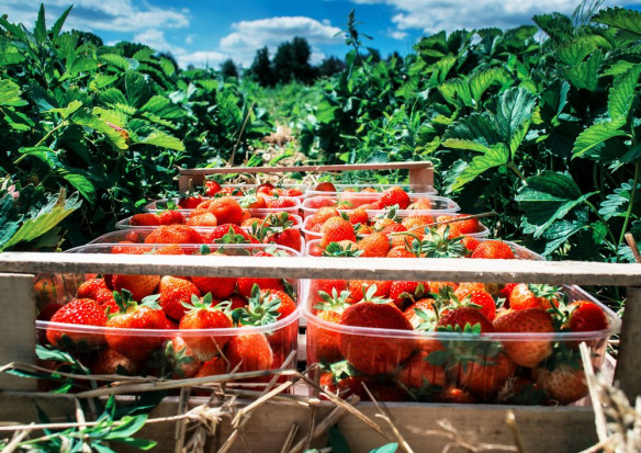 Tegoroczny początek wiosny nie sprzyja plantatorom truskawek/ fot. shutterstock Kaszubskie truskawki – zbiory mogą być opóźnione z powodu przymrozków i suszy