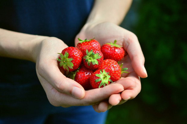 Maj to czas zbiorów truskawek w tunelach, a czerwiec truskawek polowych i owoców jagody kamczackiej/ fot. pixabay Zbiory owoców w tym roku powinny bardzo się opłacać