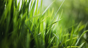 Śląskie: Metropolia apeluje, by nie kosić traw w czasie suszy