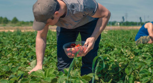 Cieszyński: zasady dot. pracowników sezonowych uzgodniono z producentami owoców