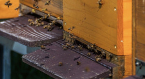 Dolnośląskie: Pszczelarze złapali złodzieja uli
