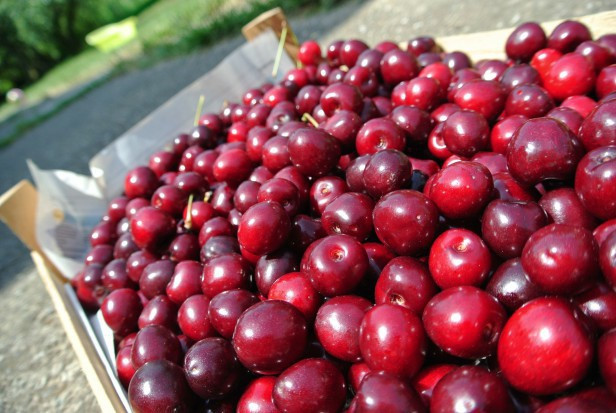 Krajowe Stowarzyszenie Producentów Wiśni jest Stowarzyszeniem ogólnopolskim/ fot. shutterstock Jakie straty w sadach wiśniowych po przymrozkach?