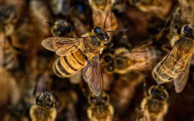 Pszczelą rodzinę zainstalowano na balkonie siedziby węgierskiego ministerstwa rolnictwa/ fot. pixabay Węgry: Pszczela rodzina na balkonie ministerstwa rolnictwa