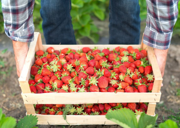 Rekomendacje, które mają regulować warunki pracy cudzoziemców nie są adekwatne do okoliczności prac polowych/ fot. shutterstock ZSRP: Wytyczne GIS ws. zatrudniania cudzoziemców nie do zaakceptowania!