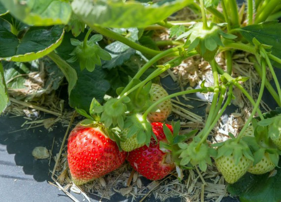 Szczyt sezonu truskawkowego zbliża się wielkimi krokami, tymczasem nie ma, kto ich zbierać. / fot. shutterstock Producenci truskawek: Nawet połowa owoców może zgnić na polach