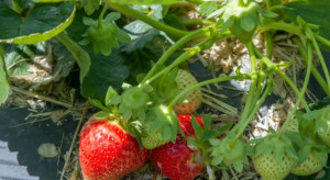 Producenci truskawek: Nawet połowa owoców może zgnić na polach