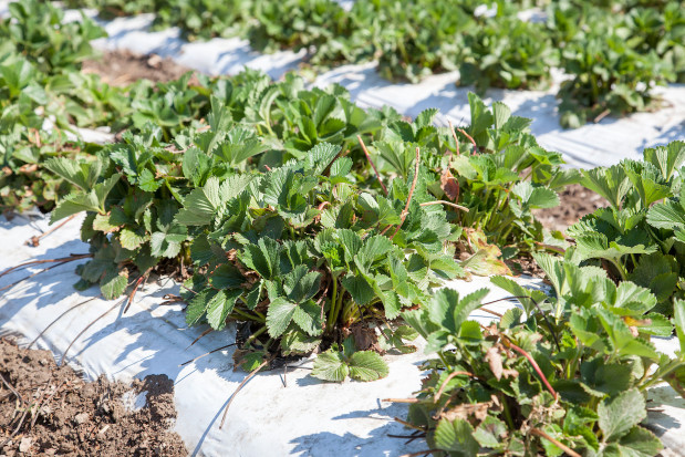Sezon 2020 zapowiada się w gospodarstwie optymistycznie/ fot. materiały prasowe Plantacja truskawek pod sprawdzoną ochroną (zdjęcia)