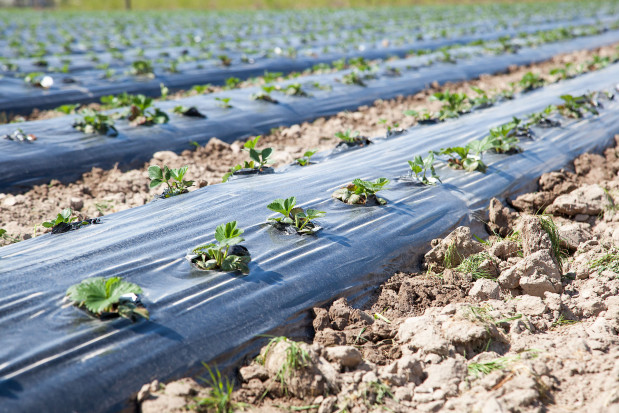 Sezon 2020 zapowiada się w gospodarstwie optymistycznie/ fot. materiały prasowe Plantacja truskawek pod sprawdzoną ochroną (zdjęcia)