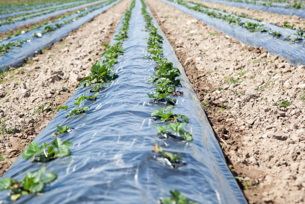 Sezon 2020 zapowiada się w gospodarstwie optymistycznie/ fot. materiały prasowe Plantacja truskawek pod sprawdzoną ochroną (zdjęcia)