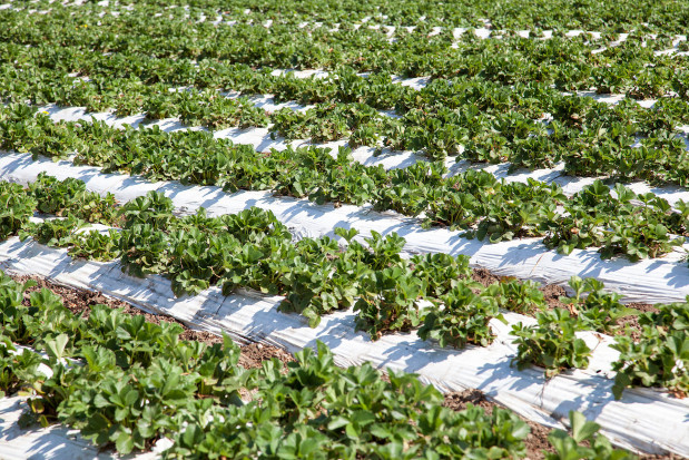 Sezon 2020 zapowiada się w gospodarstwie optymistycznie/ fot. materiały prasowe Plantacja truskawek pod sprawdzoną ochroną (zdjęcia)