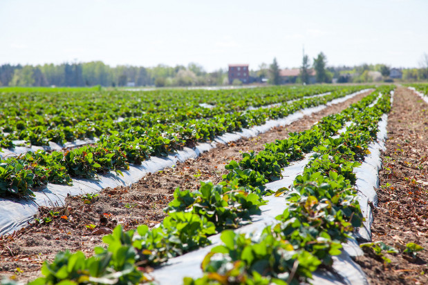 Sezon 2020 zapowiada się w gospodarstwie optymistycznie/ fot. materiały prasowe Plantacja truskawek pod sprawdzoną ochroną (zdjęcia)
