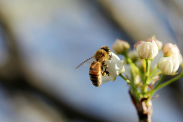 20 maja br. już po raz trzeci na całym świecie obchodzimy Światowy Dzień Pszczół /fot. unsplash.com/ 20 maja obchodzimy Światowy Dzień Pszczół