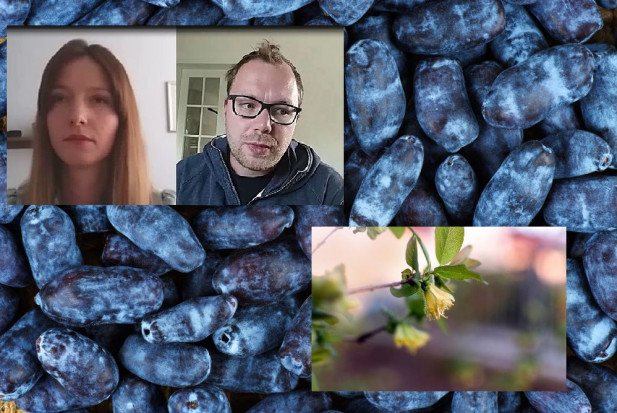 Rozmawiamy z właścicielem Gospodarstwa Ogrodniczego Koter/ fot. PTWP Susza, przymrozki, koronawirus – jak radzą sobie plantatorzy jagody kamczackiej? (wideo)