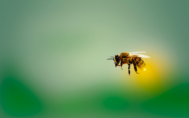 20 maja przypada, ustanowiony przez ONZ, Światowy Dzień Pszczół. Spadek populacji tych owadów stanowi poważny problem dla całej ludzkości. / fot. pixabay Sztuczna inteligencja pozwoli uratować pszczoły