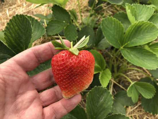 Odmiana Grandarosa podczas zbiorów/ fot. Doradca Jagodowy Doradca Jagodowy: Ocena nowych odmian truskawki w „mini-projekcie” produkcyjnym (zdjęcia)