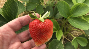 Doradca Jagodowy: Ocena nowych odmian truskawki w „mini-projekcie” produkcyjnym (zdjęcia)