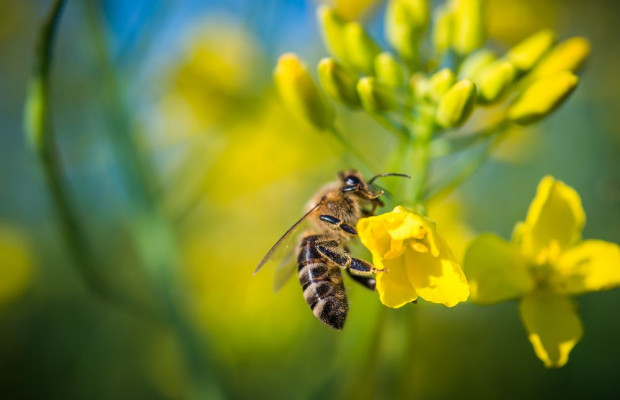 KZPRiRB przyłącza się do akcji na rzecz pszczół/ fot. shutterstock KZPRiRB przyłącza się do akcji na rzecz pszczół