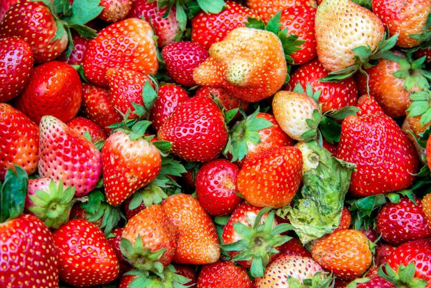 Chłodna pogoda z ostatnich dni nieco spowalnia dojrzewanie truskawek/ fot. shutterstock Sezon truskawkowy rozkręca się powoli. Ile zapłacimy za owoce?