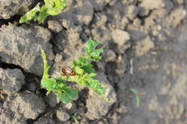 Pomimo chłodnych jeszcze nocy, nalatują już na plantacje ziemniaka wiosenne chrząszcze stonki ziemniaczanej. / fot. A.Kobus Na plantacje ziemniaka nalatują chrząszcze stonki ziemniaczanej