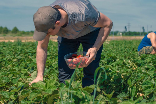 Będą bezpłatne testy dla cudzoziemców, pracowników sezonowych zatrudnionych w rolnictwie/ fot. shutterstock MRiRW: będą bezpłatne testy dla pracowników sezonowych z zagranicy