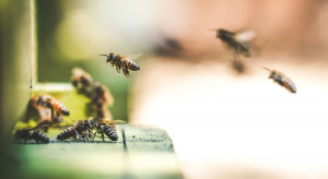 Oddychanie powietrzem z ula - nowy trend w leczeniu produktami pszczelimi