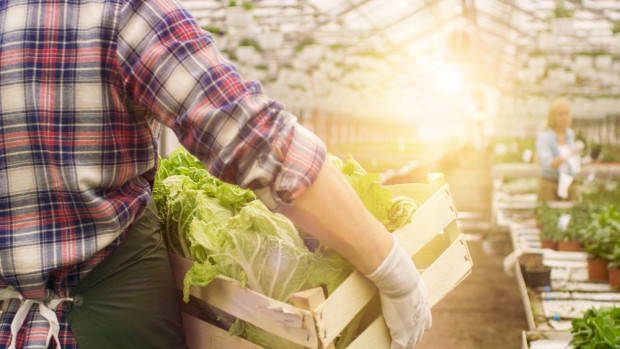 Pogoda nie sprzyja producentom owoców i warzyw/ fot. shutterstock Pogoda i epidemia nie sprzyjają producentom owoców i warzyw