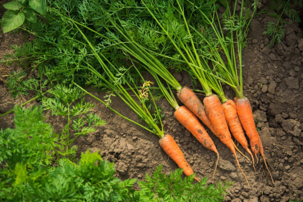 Do 2030 r. co najmniej 25 proc. gruntów rolnych na rolnictwo ekologiczne/ fot. shutterstock 25 proc. gruntów rolnych pod rolnictwo ekologiczne do 2030 roku