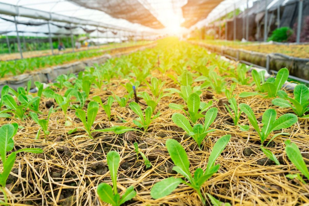 Singapur inwestuje w rozbudowę miejskich farm i w nowe technologie produkcji żywności/ fot. shutterstock W dobie pandemii Singapur inwestuje w nowe technologie produkcji żywności