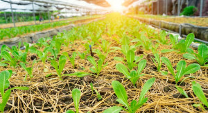W dobie pandemii Singapur inwestuje w nowe technologie produkcji żywności