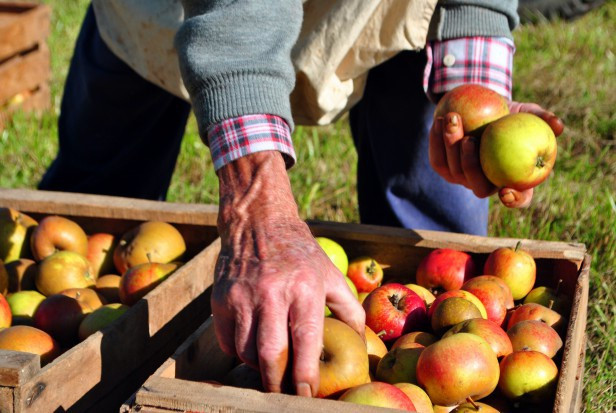 Nowy dekret służy zapewnieniu sektorowi rolnemu brakujących rąk do pracy/ fot. shutterstock Hiszpania: rząd zatwierdził przepisy ułatwiające imigrantom podejmowanie pracy w rolnictwie