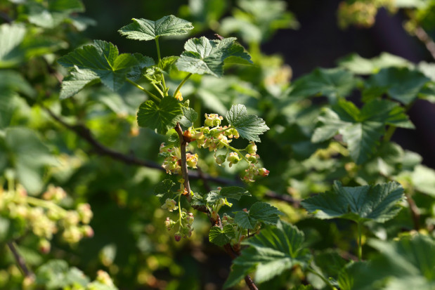 Przyczyną słabszego kwitnienia jest susza, z którą producenci owoców zmagają się już kolejny sezon/ fot. shutterstock Słabe kwitnienie czarnej porzeczki z powodu przymrozków i suszy