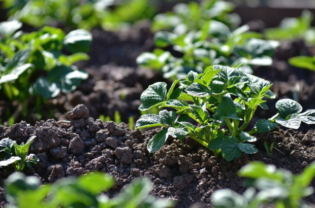 Plantacja wolna od chwastów to wyższy plon, jego lepsza jakość i wyższa zdrowotność bulw. / fot. shutterstock Powschodowe odchwaszczanie ziemniaka