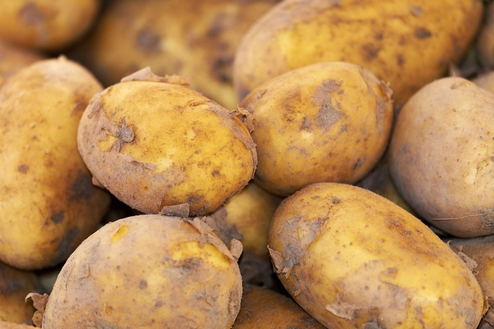 Handel młodym ziemniakiem na Giełdzie Rybitwy - OZPW chce interwencji PIORiN