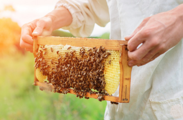Przyrodnicy szacują, że zbiorą z miejskich pasiek około 350 litrów miodu. Posłuży on do zbadania stanu środowiska w Kielcach. / fot. shutterstock Kielce: Miód z miejskich pasiek posłuży do badania skażenia środowiska