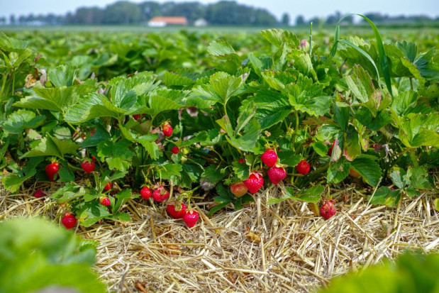 Wysoka cena truskawek sprawia, że owocami tymi zainteresowali się złodzieje/ fot. shutterstock Lubelskie: Wysoka cena truskawek kusi złodziei